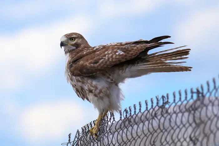 A photo of a Red-tailed Hawk in Hudson River Park